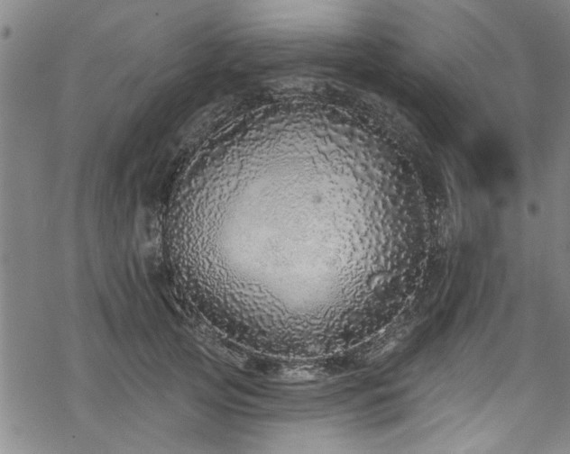 X0000068840753200605051301