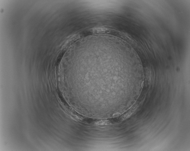 X0000068840761200605051301