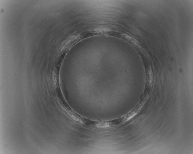 X0000068840762200605051301