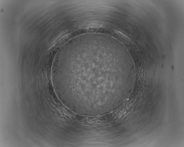 X0000068840774200605051301