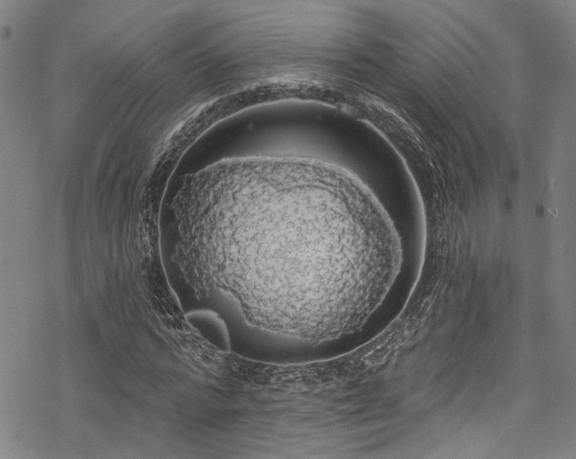 X0000068840776200605051301