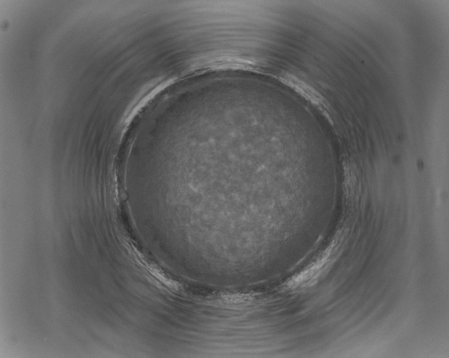 X0000068840782200605051301