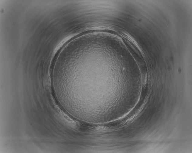 X0000068840787200605051300