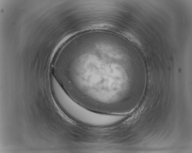 X0000068840792200605051300