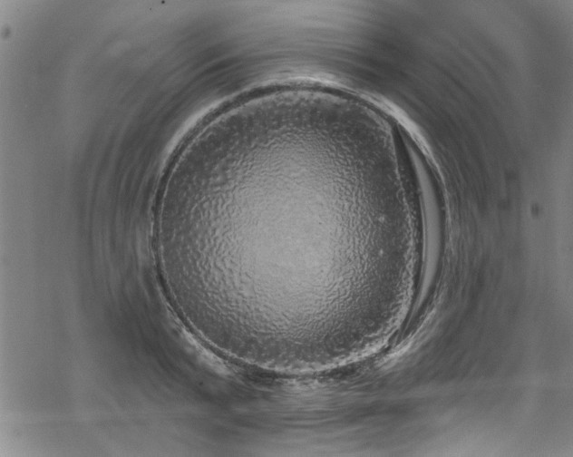 X0000068840799200605051300