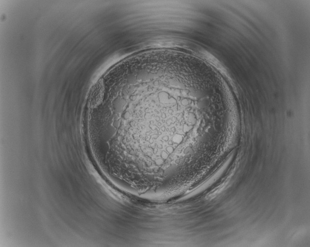 X0000068840803200605051300