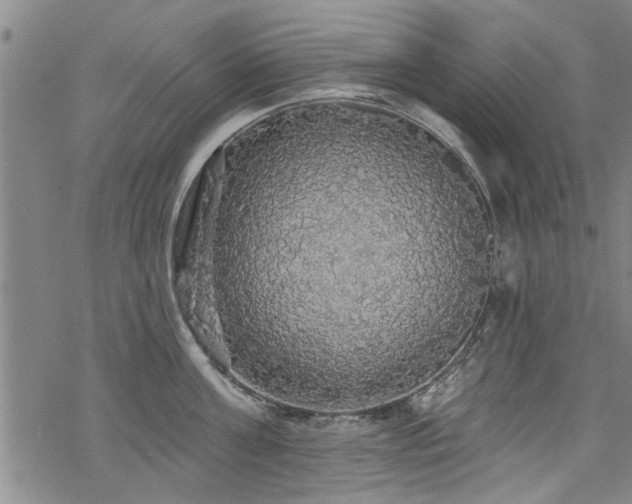 X0000068840811200605051300