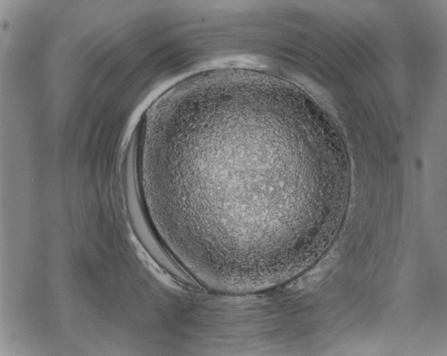 X0000068840816200605051300