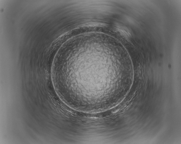 X0000068840821200605051259