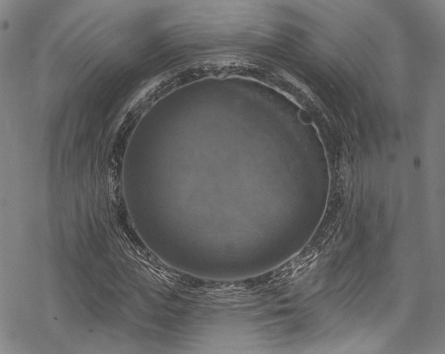 X0000068840823200605051259