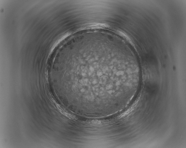 X0000068840827200605051259