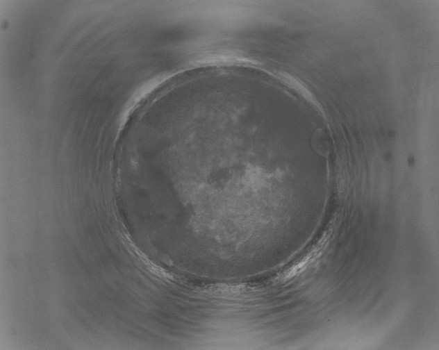 X0000068840831200605051259