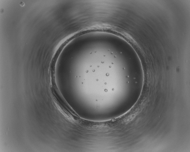 X0000068840838200605051300