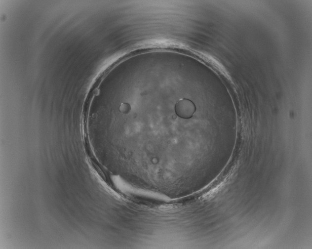 X0000068840839200605051300