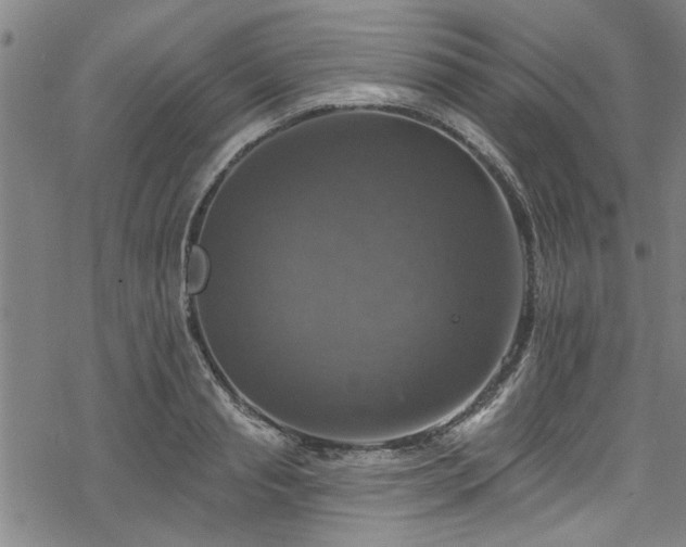 X0000068840845200605051300