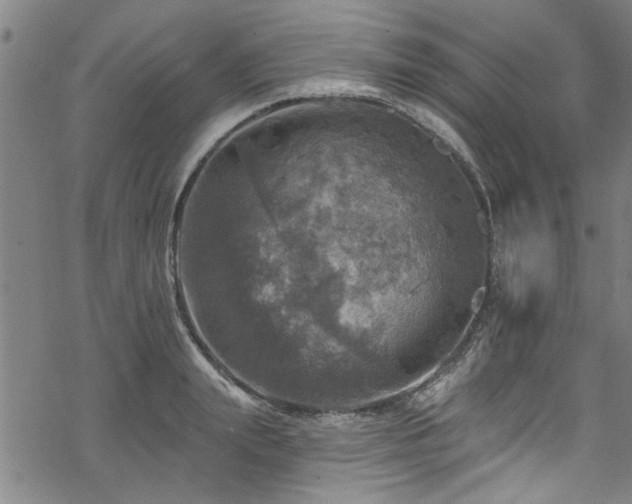 X0000068840847200605051300