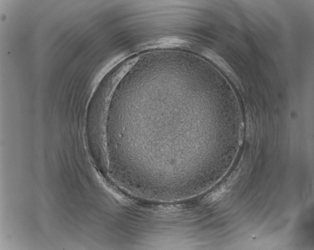 X0000068840850200605051300