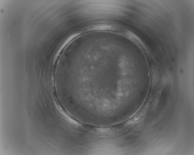 X0000068840852200605051300