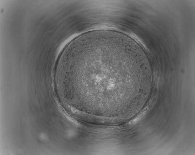 X0000068840854200605051300