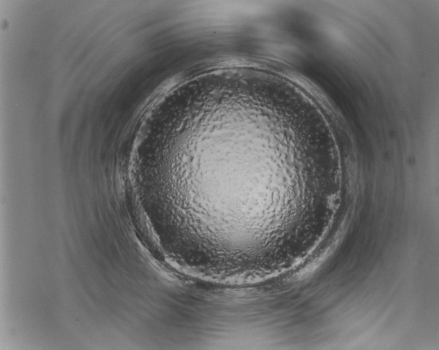 X0000068840857200605051300