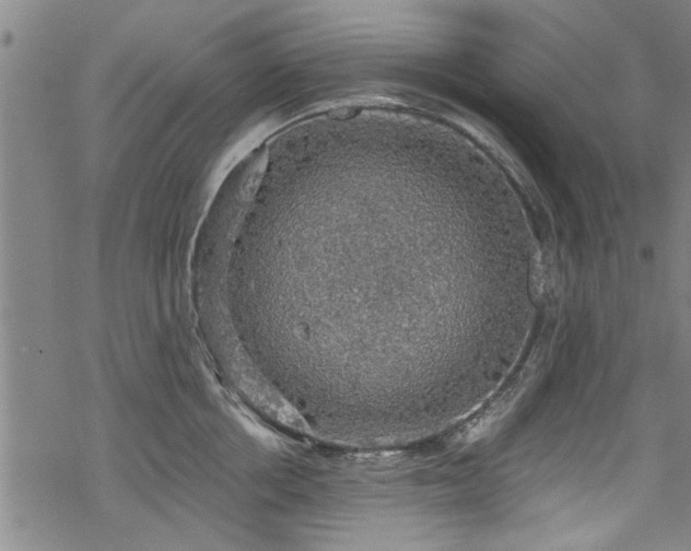 X0000068840858200605051300