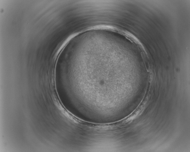 X0000068840860200605051300