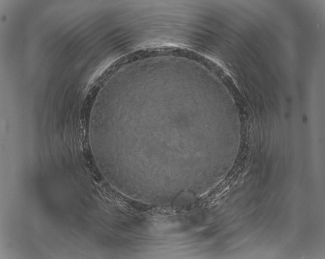 X0000068840871200605051259