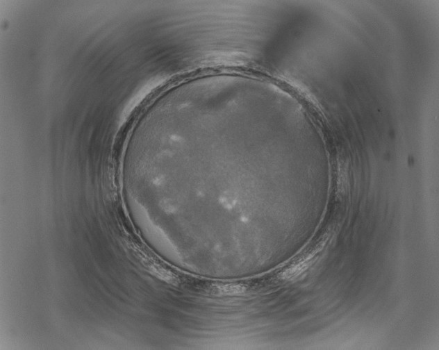 X0000068840878200605051259