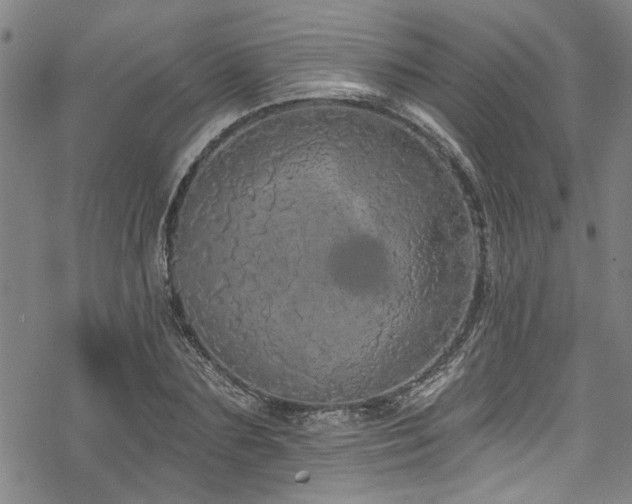 X0000068840883200605051259