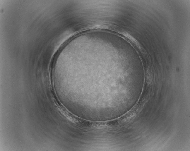 X0000068840886200605051259