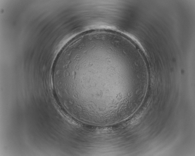 X0000068840887200605051259