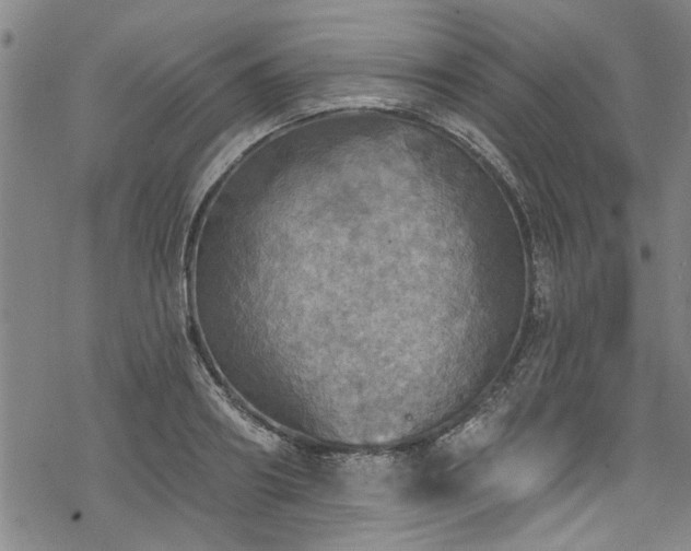 X0000068840890200605051259