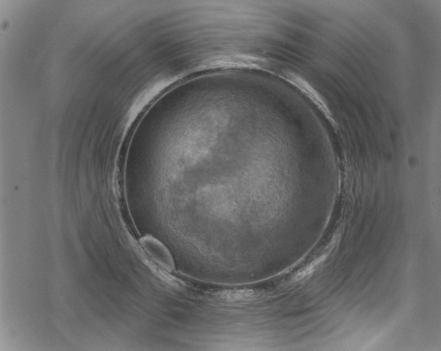 X0000068840893200605051259