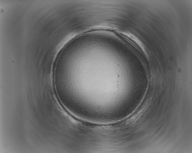 X0000068840902200605051259