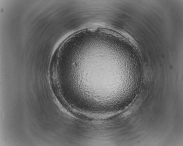 X0000068840904200605051259