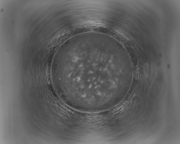 X0000068840917200605051258