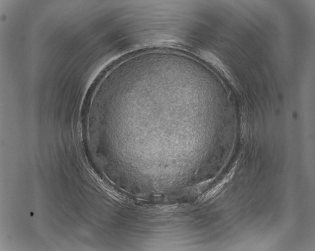 X0000068840924200605051258