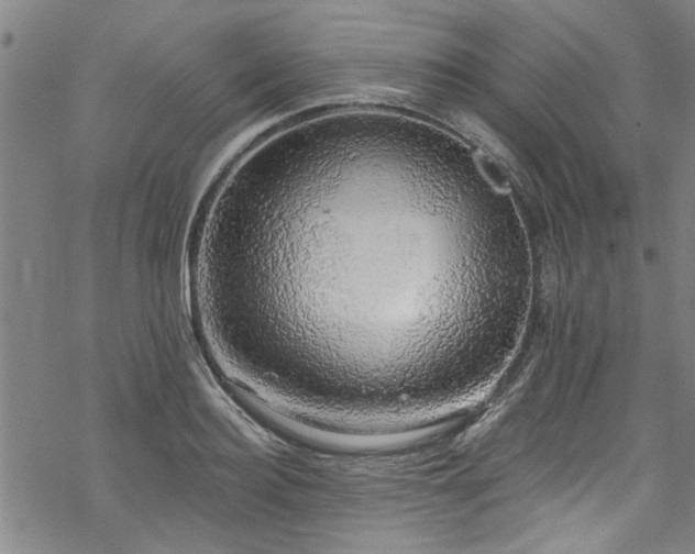 X0000068840940200605051258