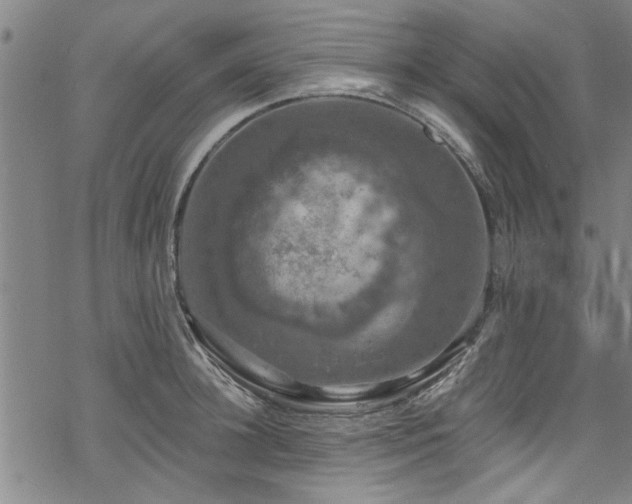 X0000068840948200605051258