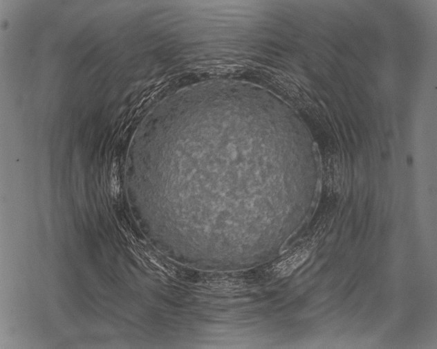 X0000068840962200605051258