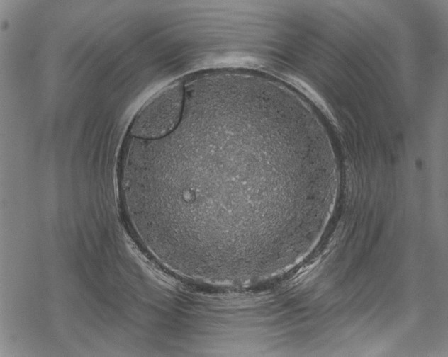 X0000068840980200605051257