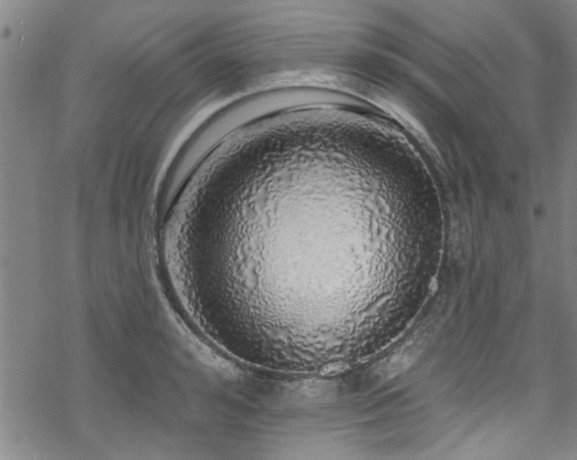 X0000068840992200605051257