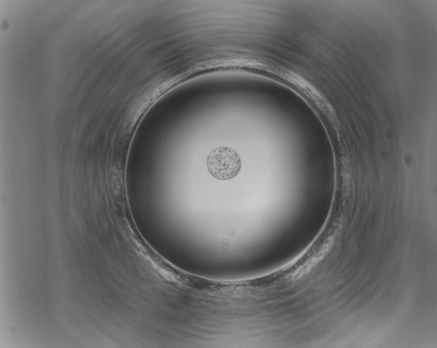 X0000068840993200605051257