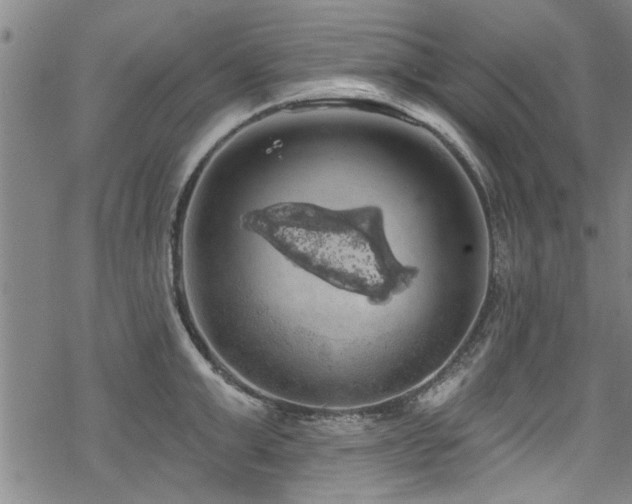 X0000068840999200605051257