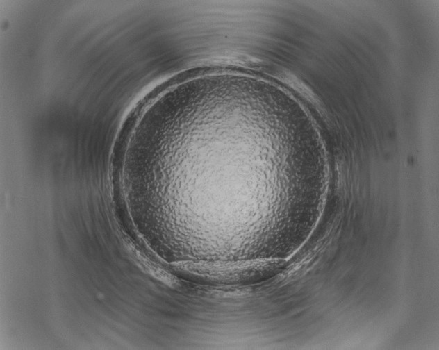 X0000068841020200605051256