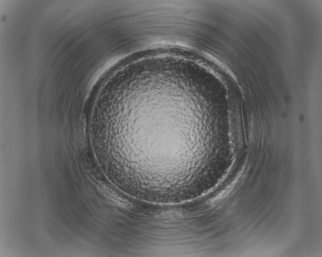 X0000068841021200605051256