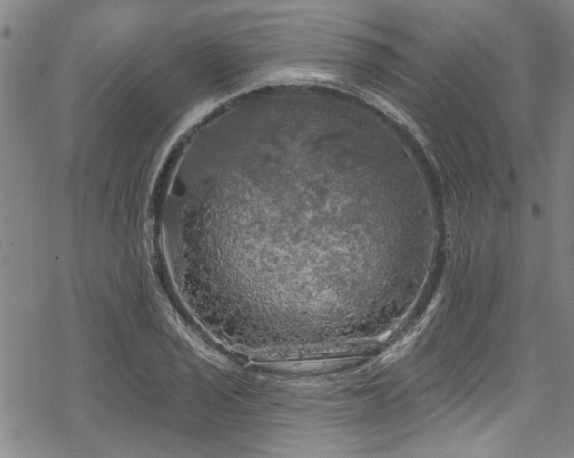 X0000068841029200605051256