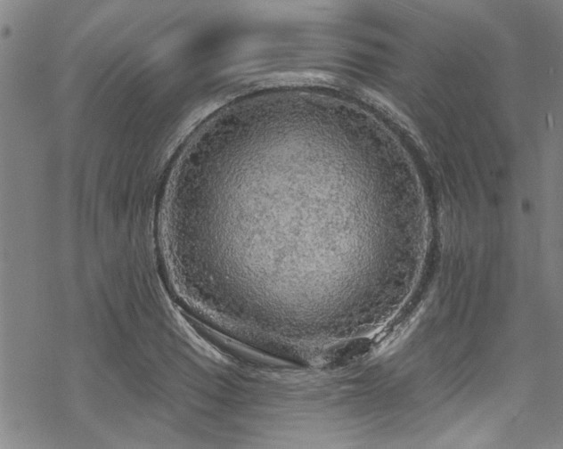 X0000068841033200605051256