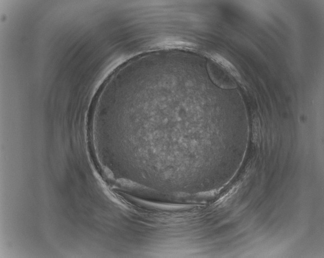 X0000068841039200605051257