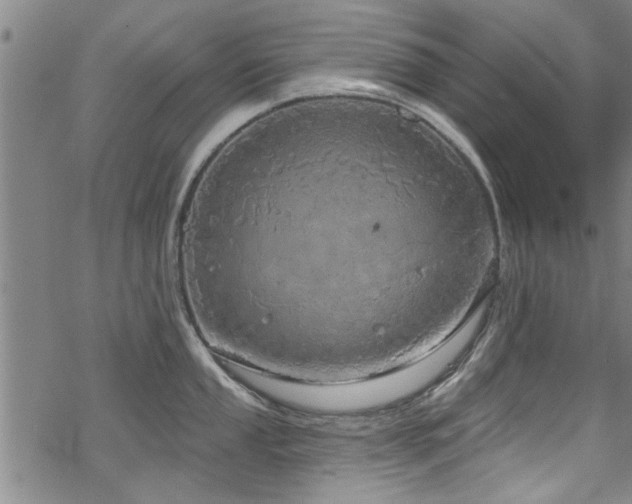 X0000068841053200605051257